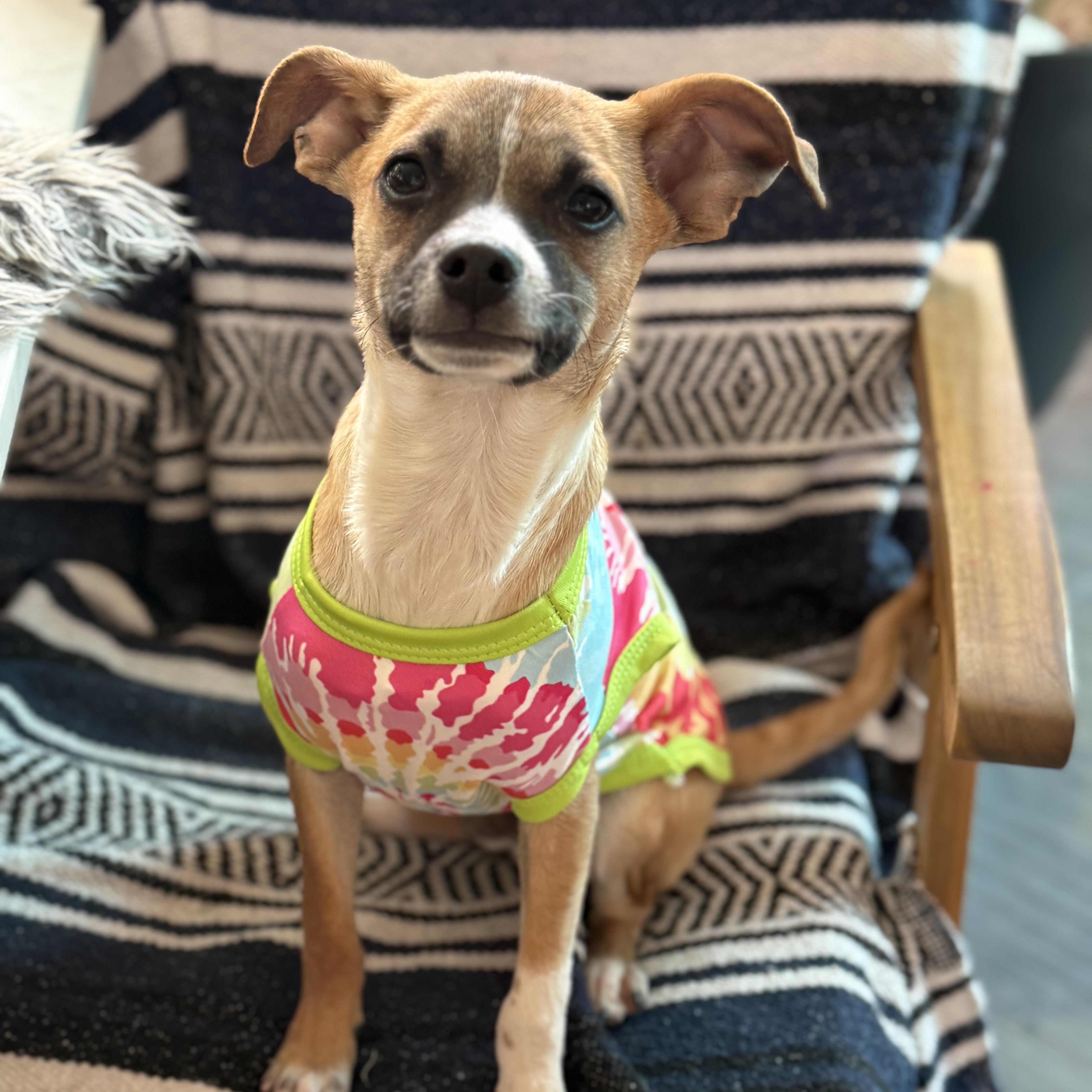 Flurry, ADOPTABLE, Puppy Male Chihuahua.