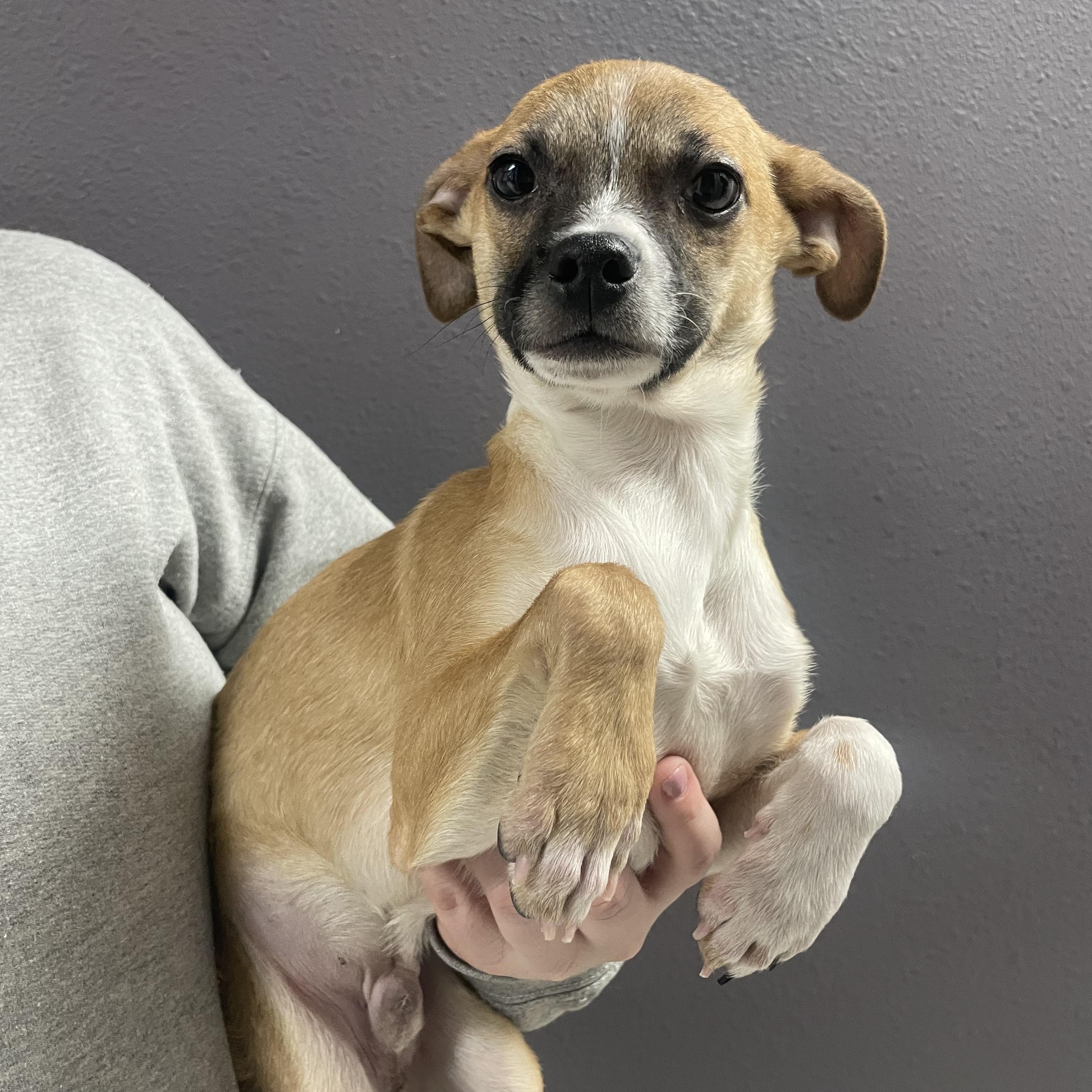 Flurry, ADOPTABLE, Puppy Male Chihuahua.