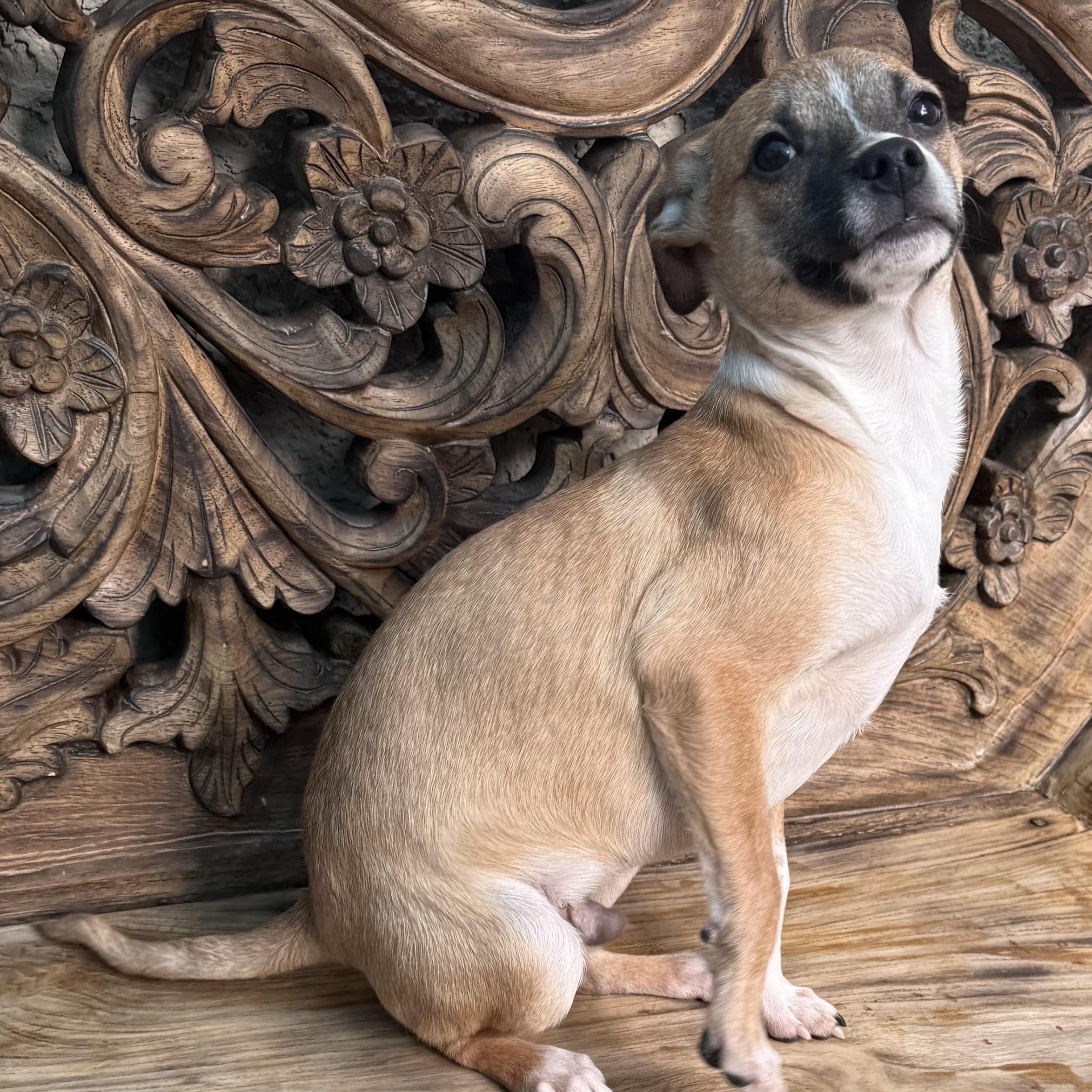 Flurry, ADOPTABLE, Puppy Male Chihuahua.