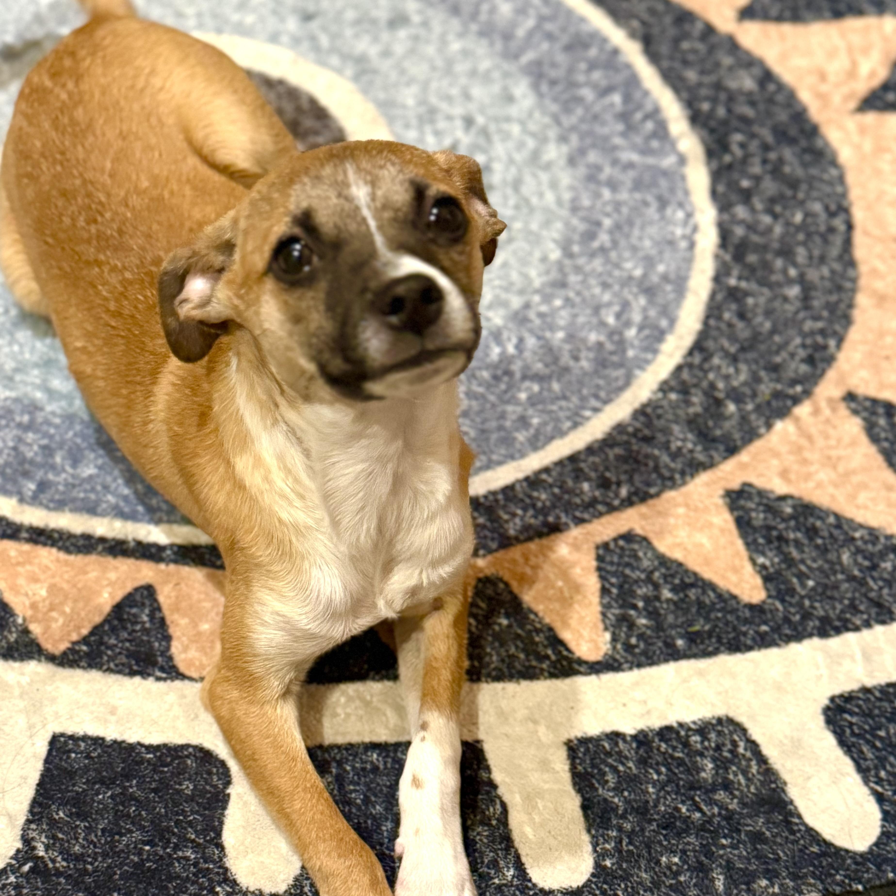 Enlarge Flurry, a ADOPTABLE mixed breed in Henderson, NV image 5/5