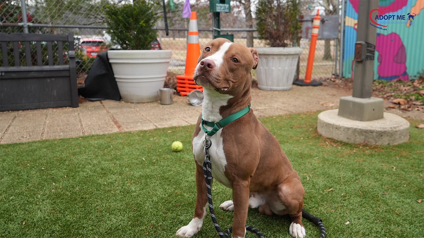 Enlarge Inu, a Adoptable Mixed Breed in Alexandria, VA image 1/2