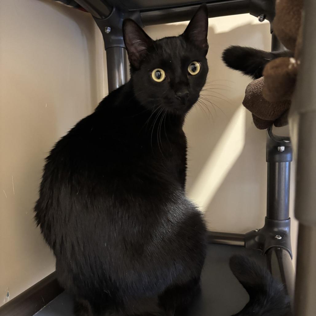 Enlarge Cormac, a Adoptable Domestic Short Hair in Agoura Hills, CA image 1/5