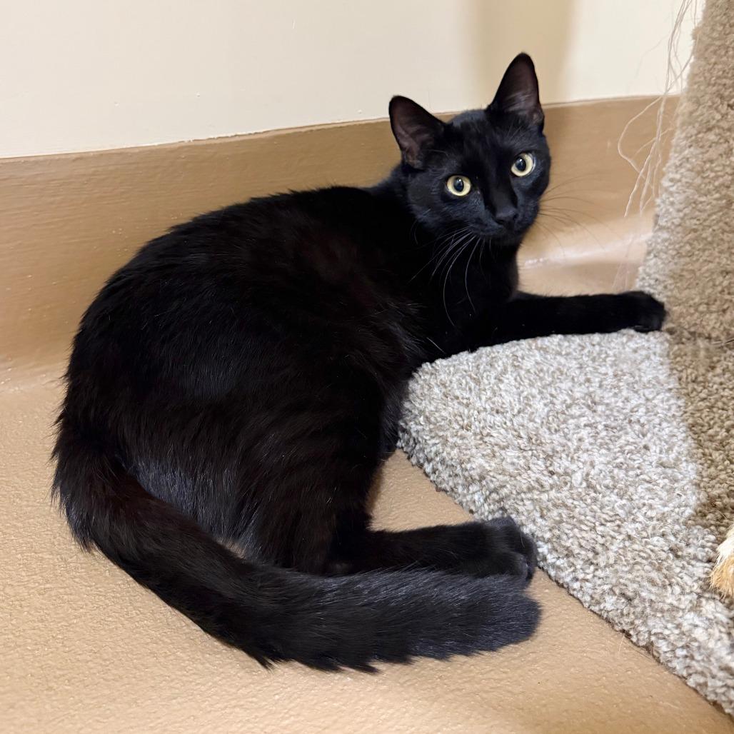 Enlarge Cormac, a Adoptable Domestic Short Hair in Agoura Hills, CA image 2/5