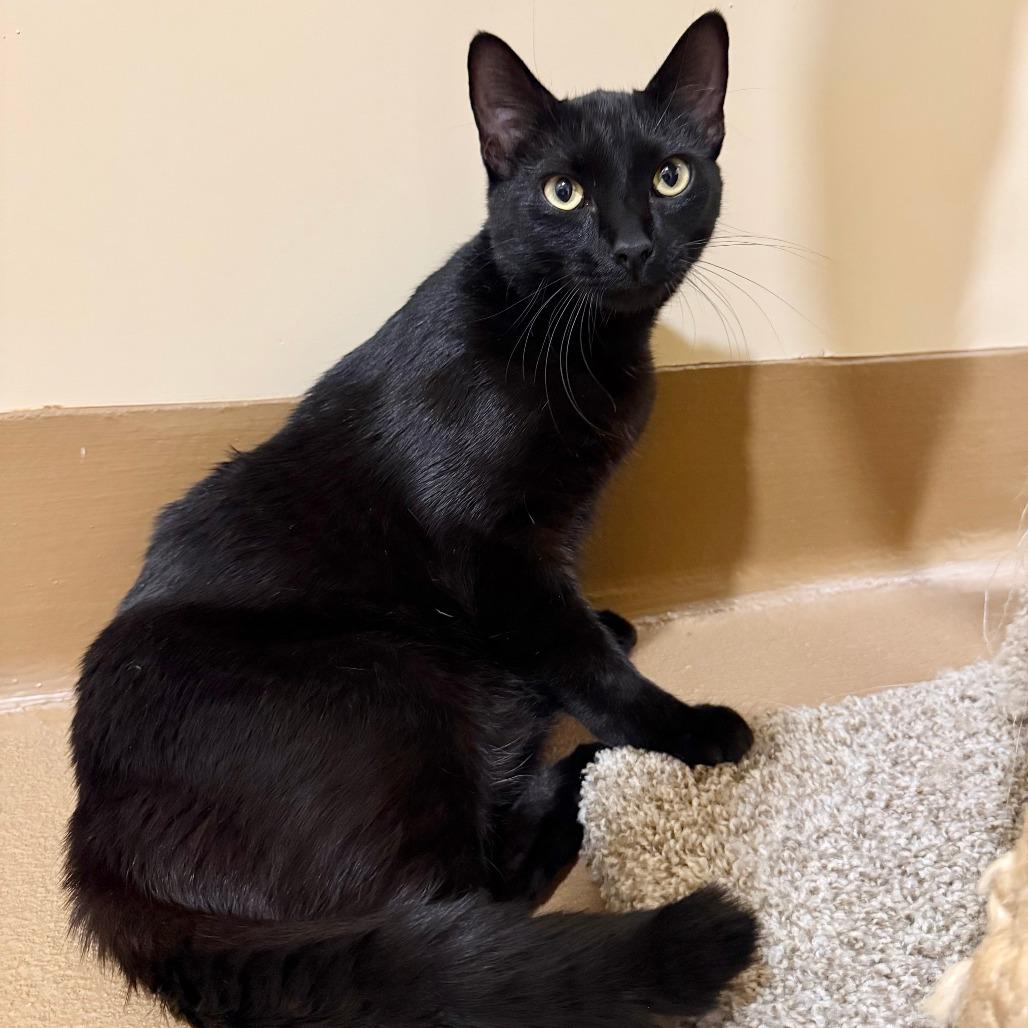 Enlarge Cormac, a Adoptable Domestic Short Hair in Agoura Hills, CA image 3/5