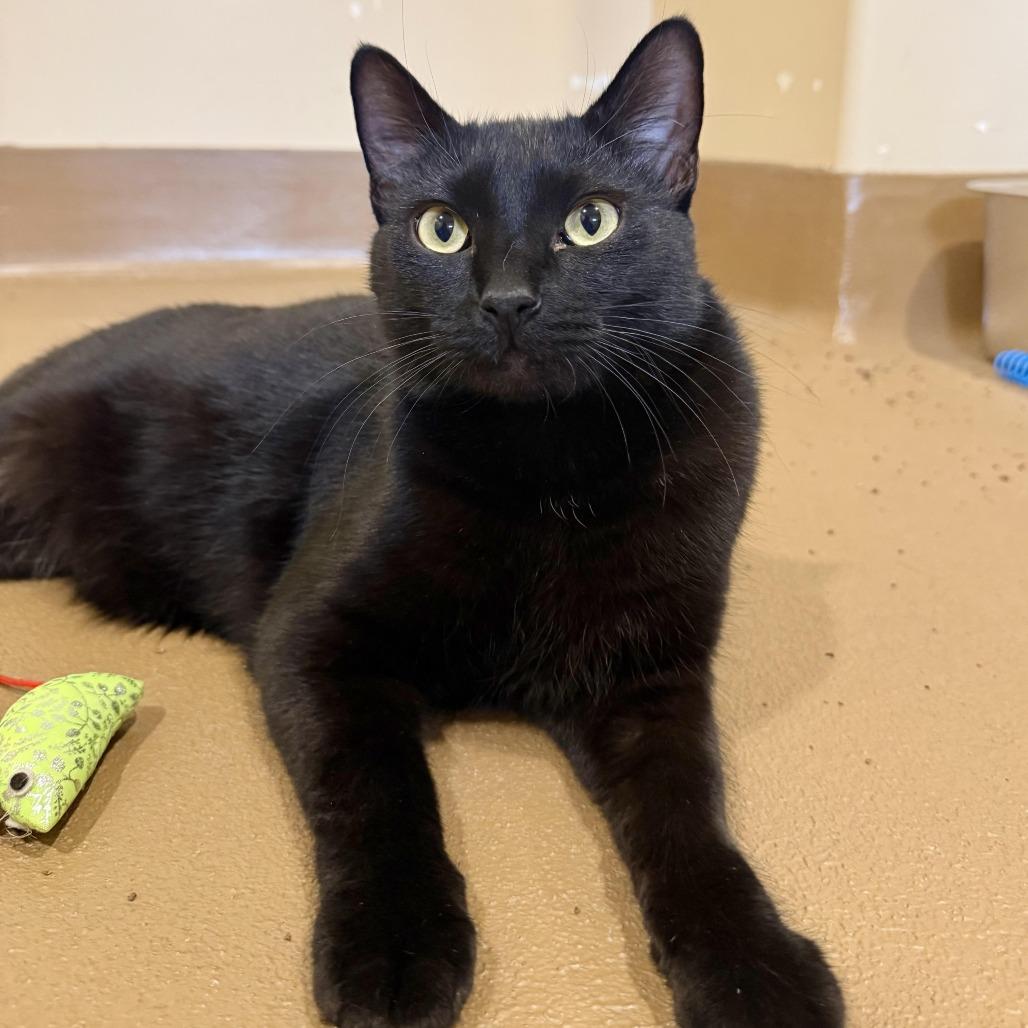 Enlarge Cormac, a Adoptable Domestic Short Hair in Agoura Hills, CA image 4/5