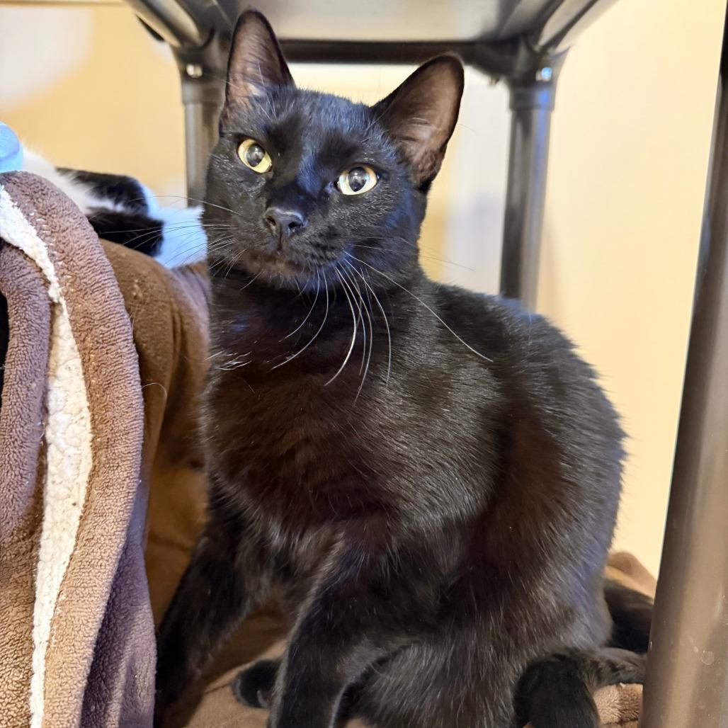 Enlarge Cormac, a Adoptable Domestic Short Hair in Agoura Hills, CA image 4/5