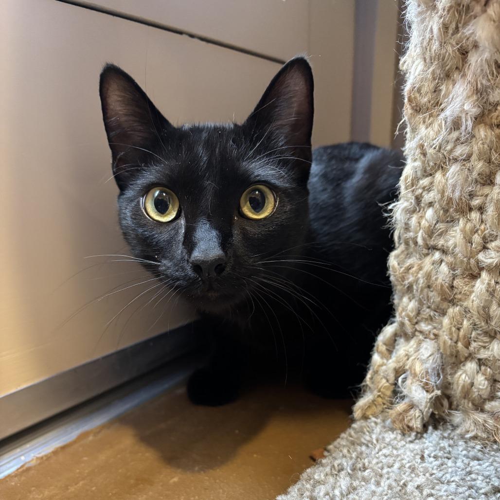 Enlarge Cormac, a Adoptable Domestic Short Hair in Agoura Hills, CA image 5/5