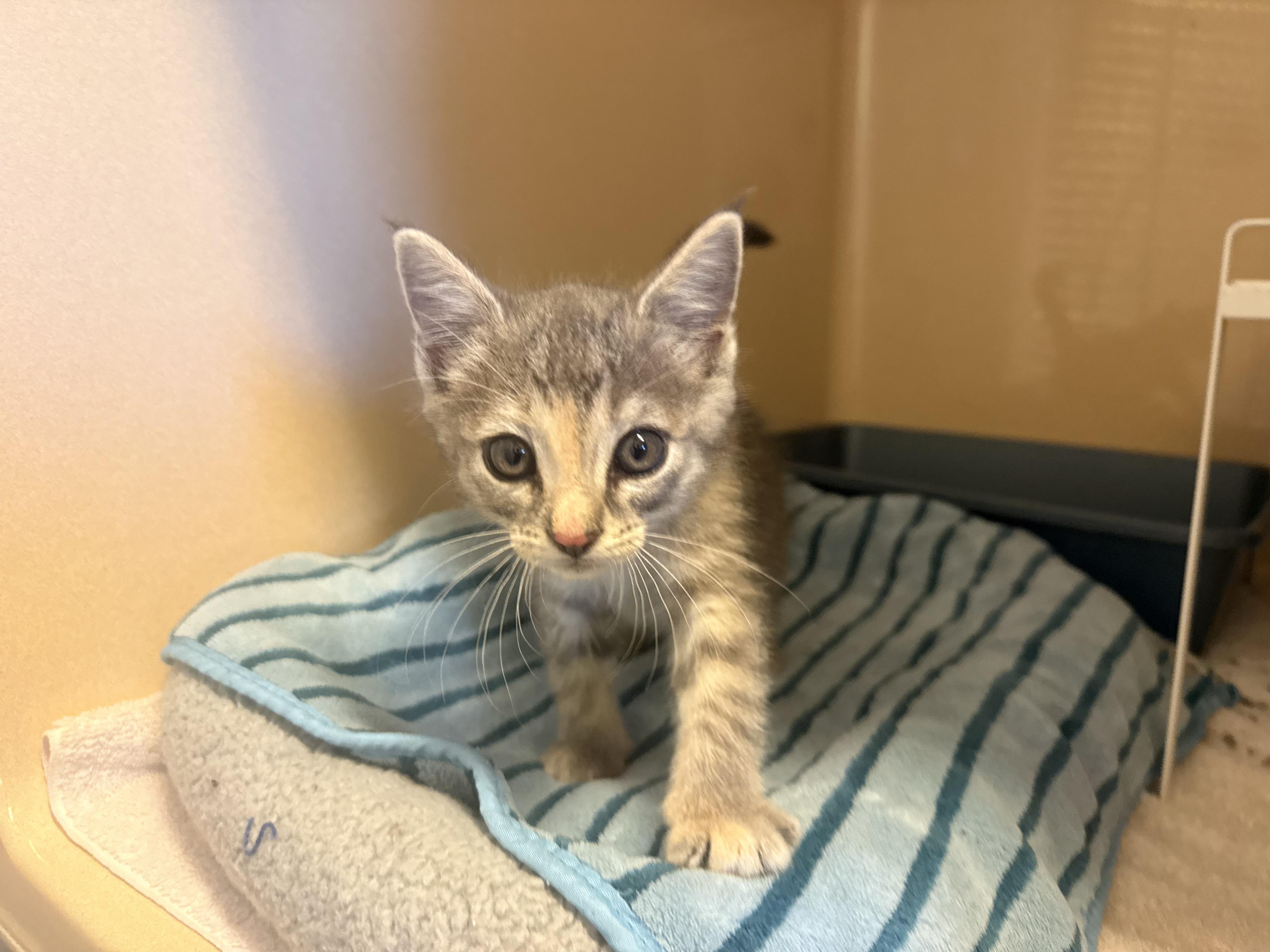Kaleidoscope, a ADOPTABLE Domestic Short Hair in Hays, KS image 2/2