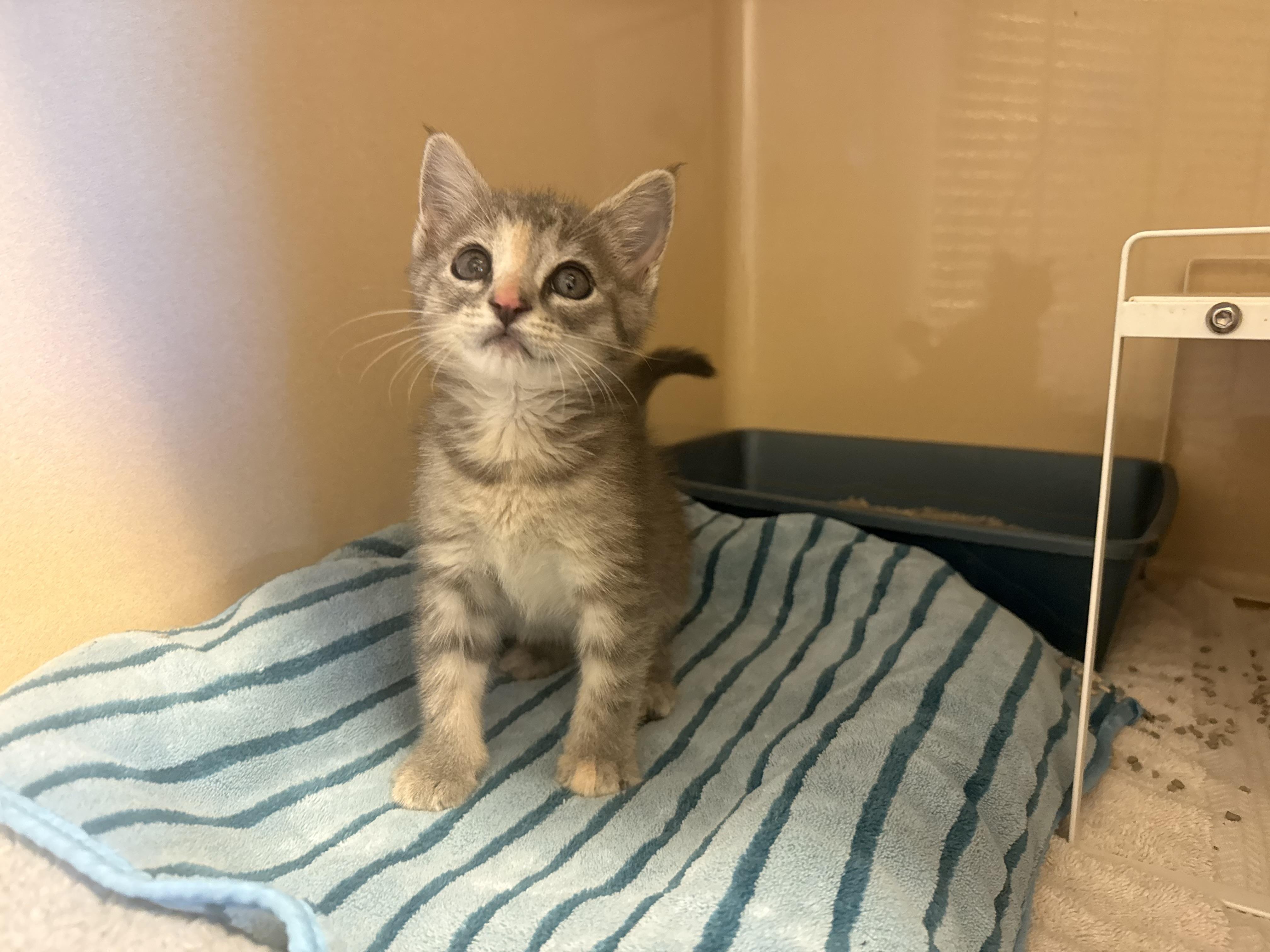 Kaleidoscope, a ADOPTABLE Domestic Short Hair in Hays, KS image 1/2
