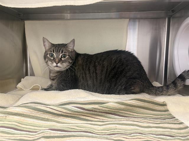 SCOUT, Adoptable, Adult Female Domestic Short Hair.