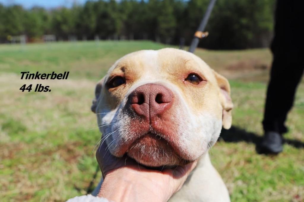 Tinkerbell, Adoptable, Young Female Mixed Breed.