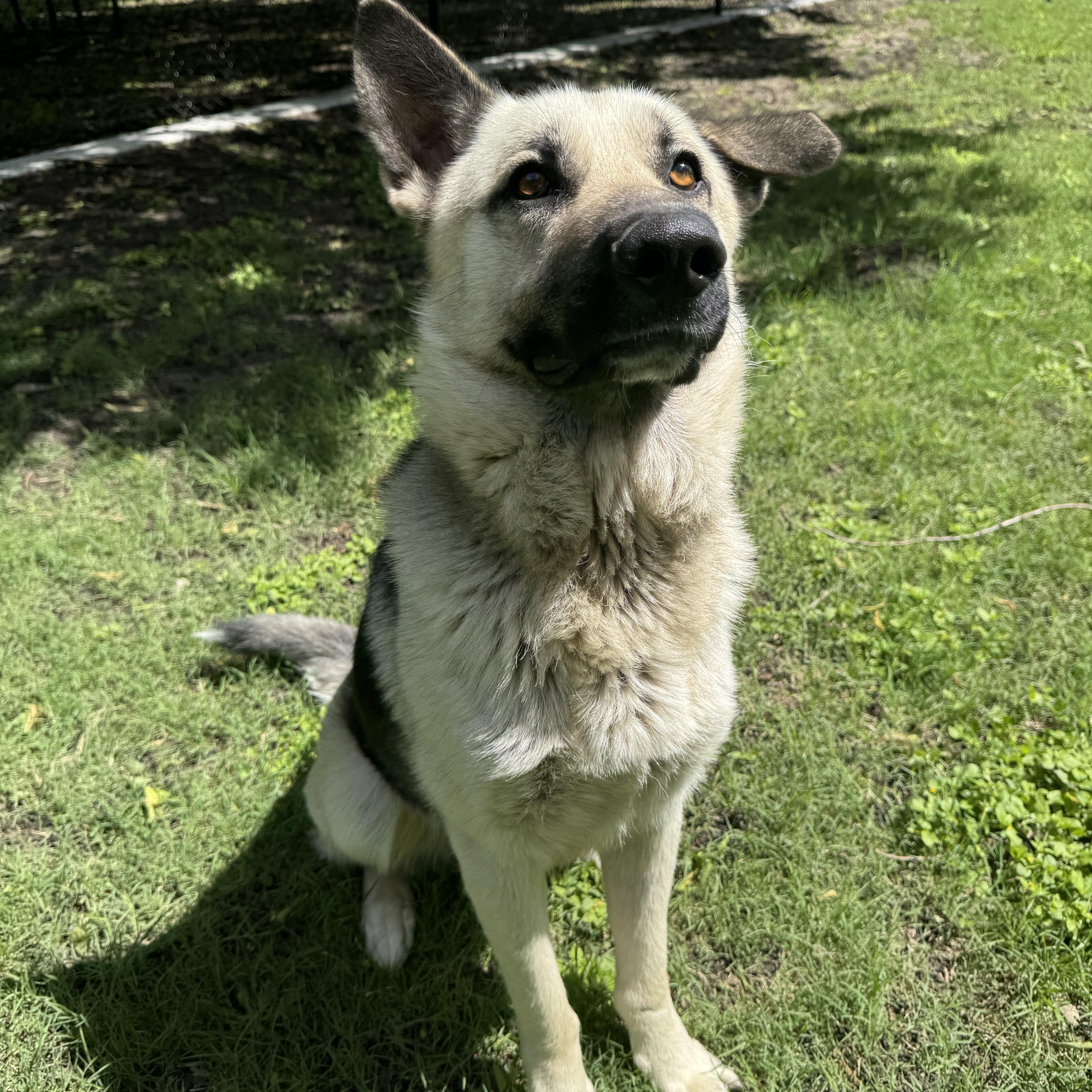 Ol Roy, ADOPTABLE, Young Male German Shepherd Dog & Norwegian Elkhound.
