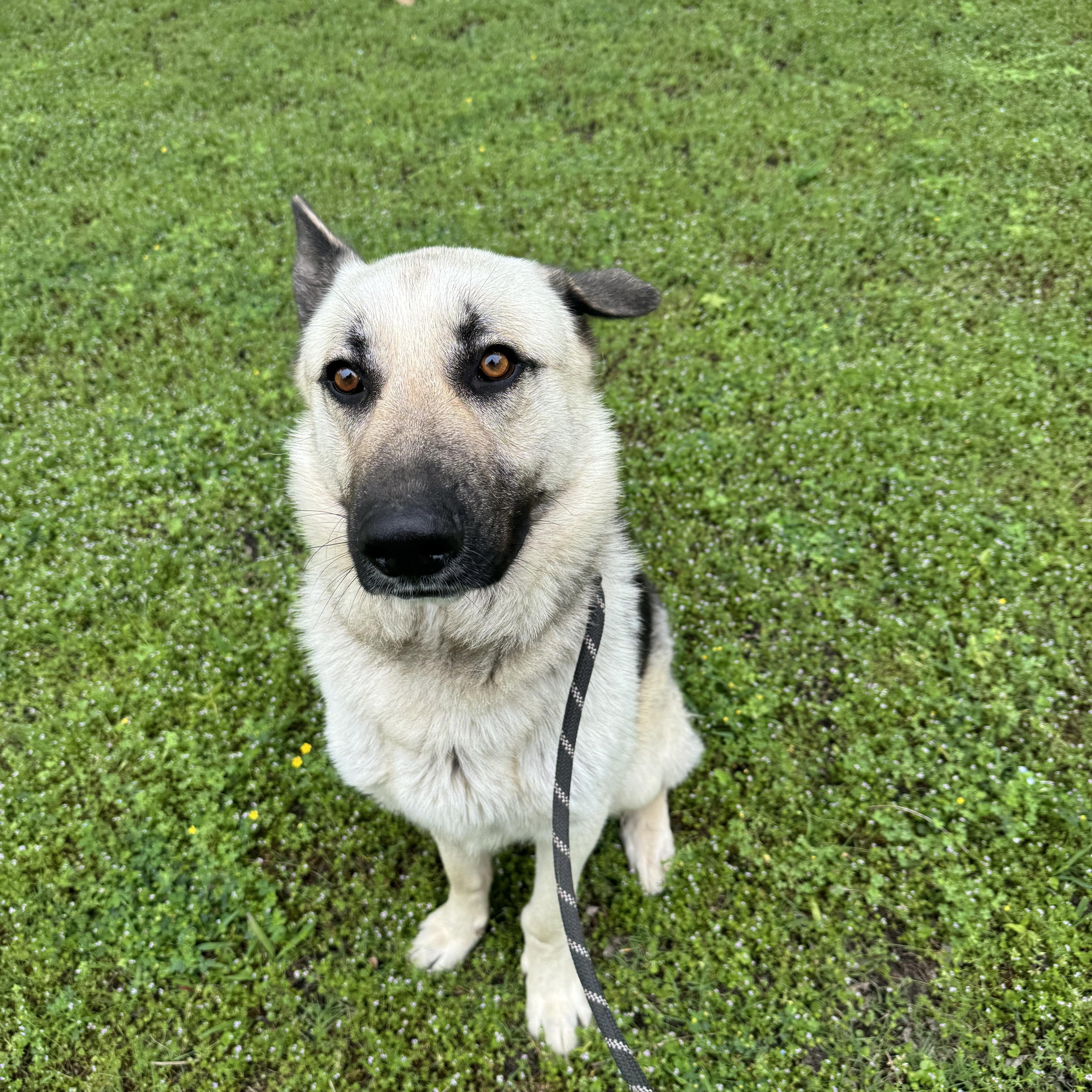 Enlarge Ol Roy, a ADOPTABLE mixed breed in Sherman, TX image 2/2