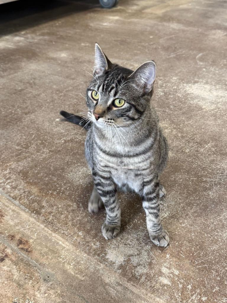 Amps, Adoptable, Young Male Domestic Short Hair.