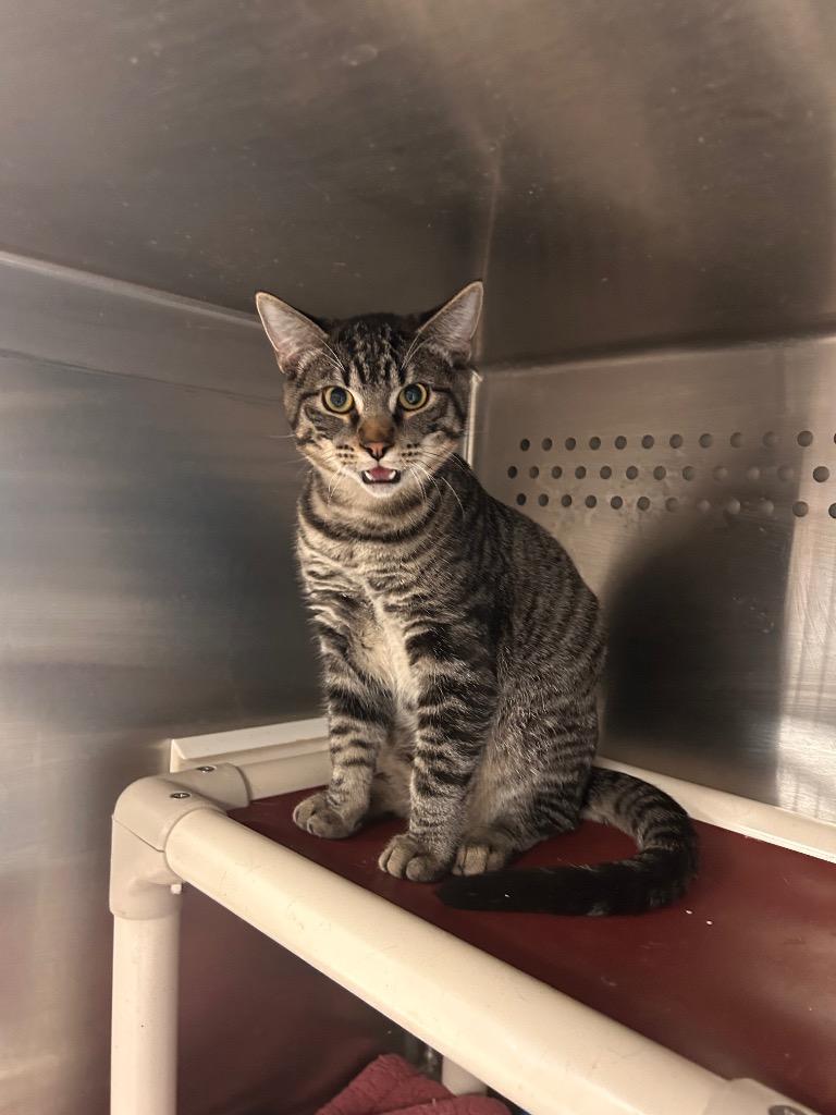 Amps, Adoptable, Young Male Domestic Short Hair.