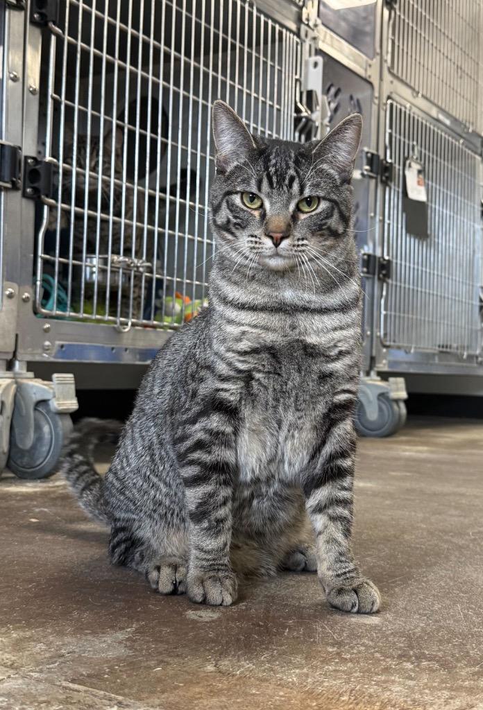 Enlarge Amps, a Adoptable mixed breed in Minot, ND image 2/6