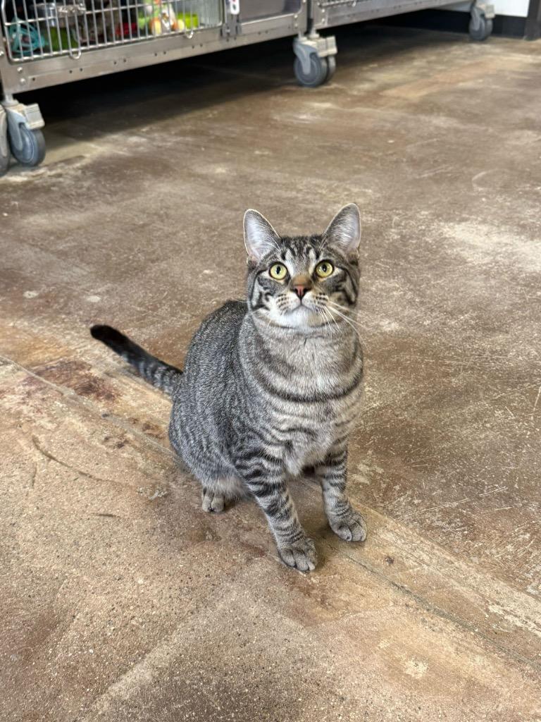 Enlarge Amps, a Adoptable mixed breed in Minot, ND image 6/6