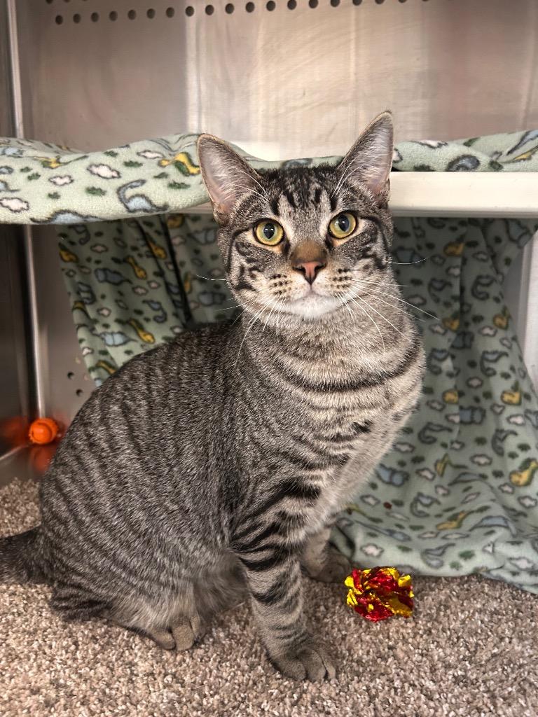 Enlarge Amps, a Adoptable mixed breed in Minot, ND image 3/6