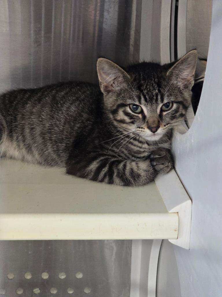 Enlarge Amps, a Adoptable mixed breed in Minot, ND image 6/6