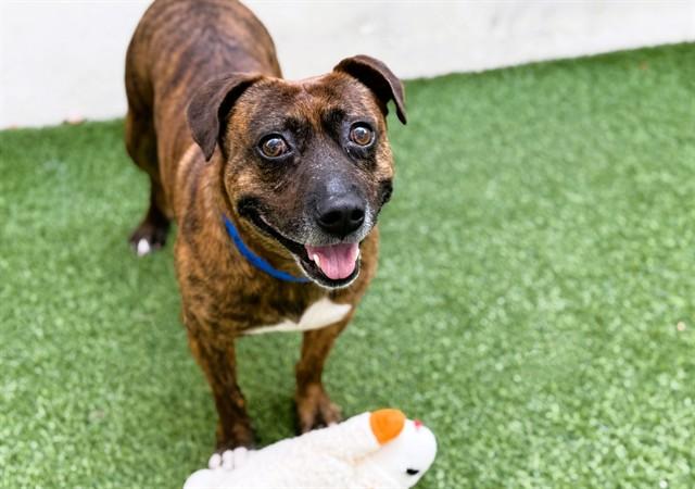 Enlarge BRIAN, a Adoptable mixed breed in Fort Lauderdale, FL image 1/1