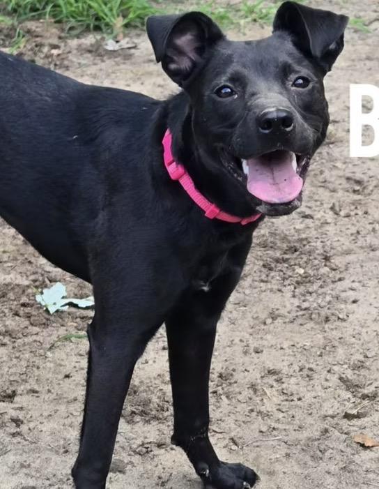 Bonnie, ADOPTABLE, Young Female Black Labrador Retriever.
