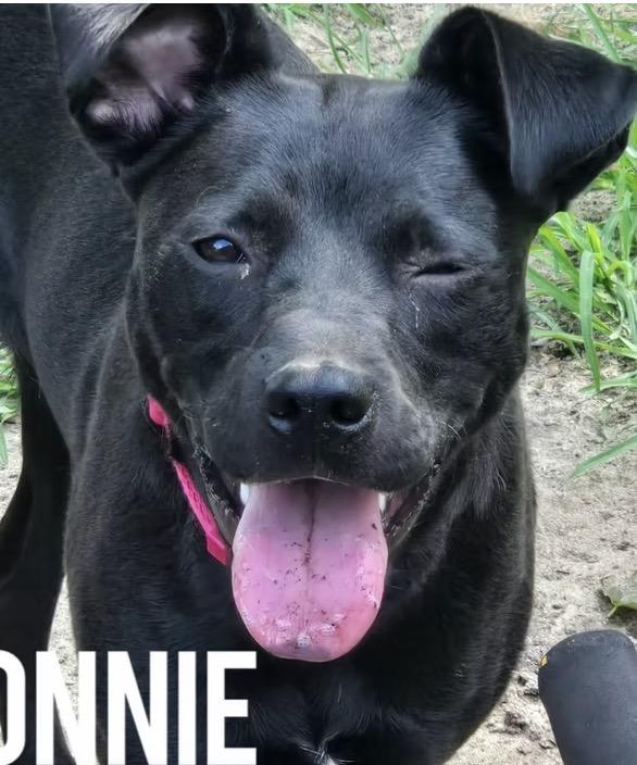 Enlarge Bonnie, a ADOPTABLE mixed breed in Harrington, DE image 3/4