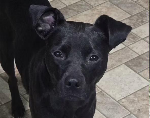 Enlarge Bonnie, a ADOPTABLE mixed breed in Harrington, DE image 2/4