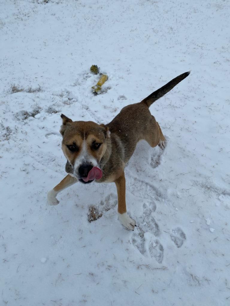 Nutmeg, Adoptable, Adult Female German Shepherd Dog.