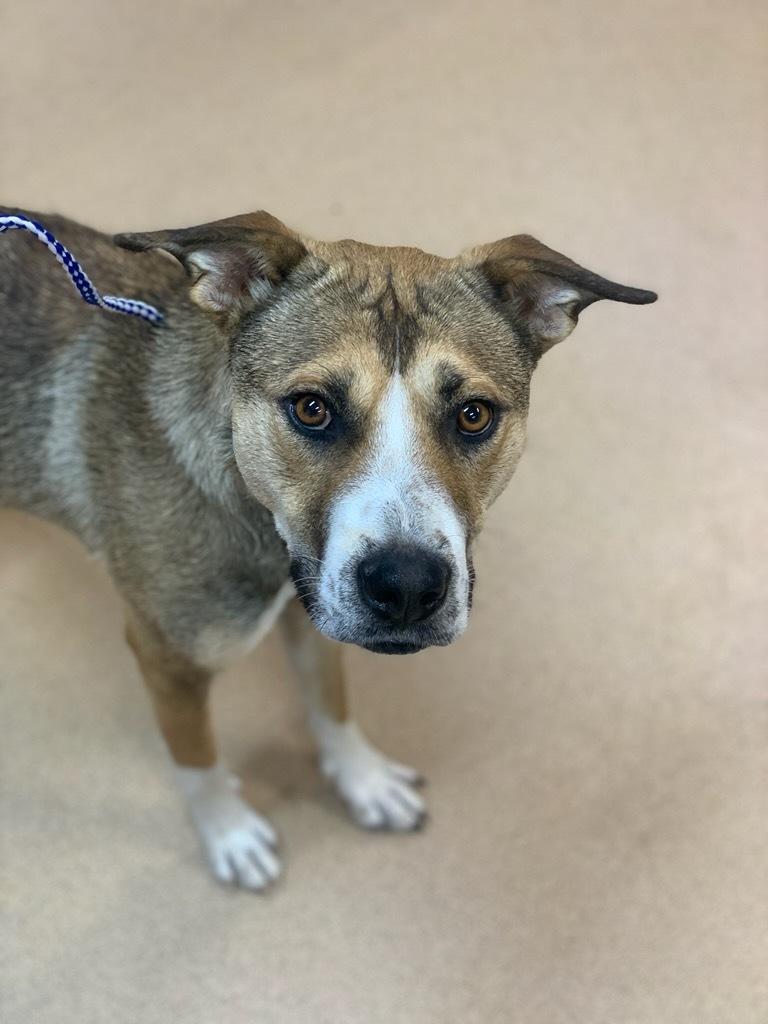 Nutmeg, a Adoptable mixed breed in wetaskiwin, AB image 2/3