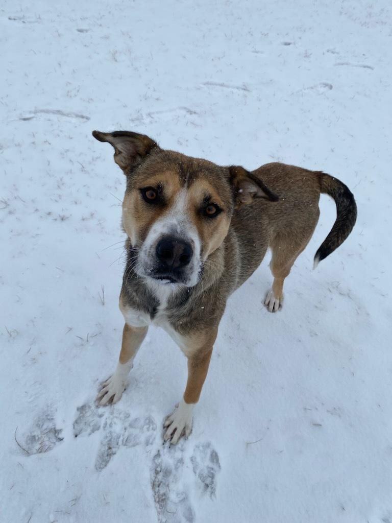 Nutmeg, a Adoptable mixed breed in wetaskiwin, AB image 3/3