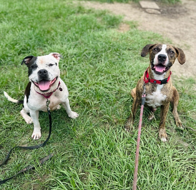 Dog for adoption Nolan Brice, a Pit Bull Terrier & Hound Mix in