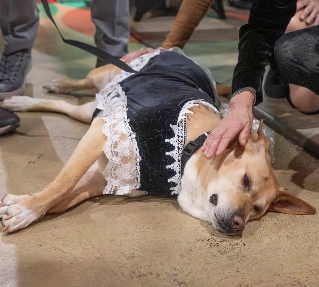 Sarafina, Adoptable, Adult Female Labrador Retriever & Hound.