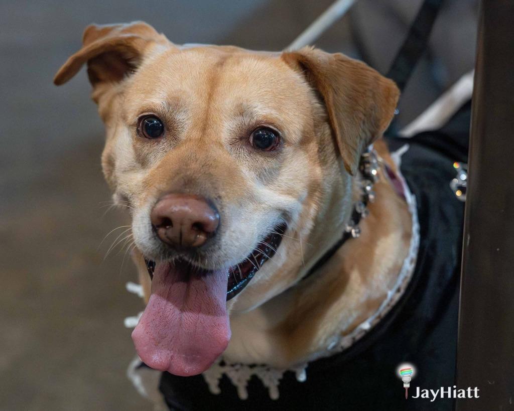 Enlarge Sarafina, a Adoptable mixed breed in Little Rock, AR image 1/5