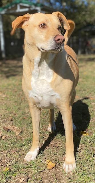 Enlarge Sarafina, a Adoptable mixed breed in Little Rock, AR image 3/5