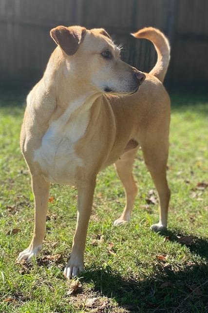Sarafina, a Adoptable mixed breed in Little Rock, AR image 1/5