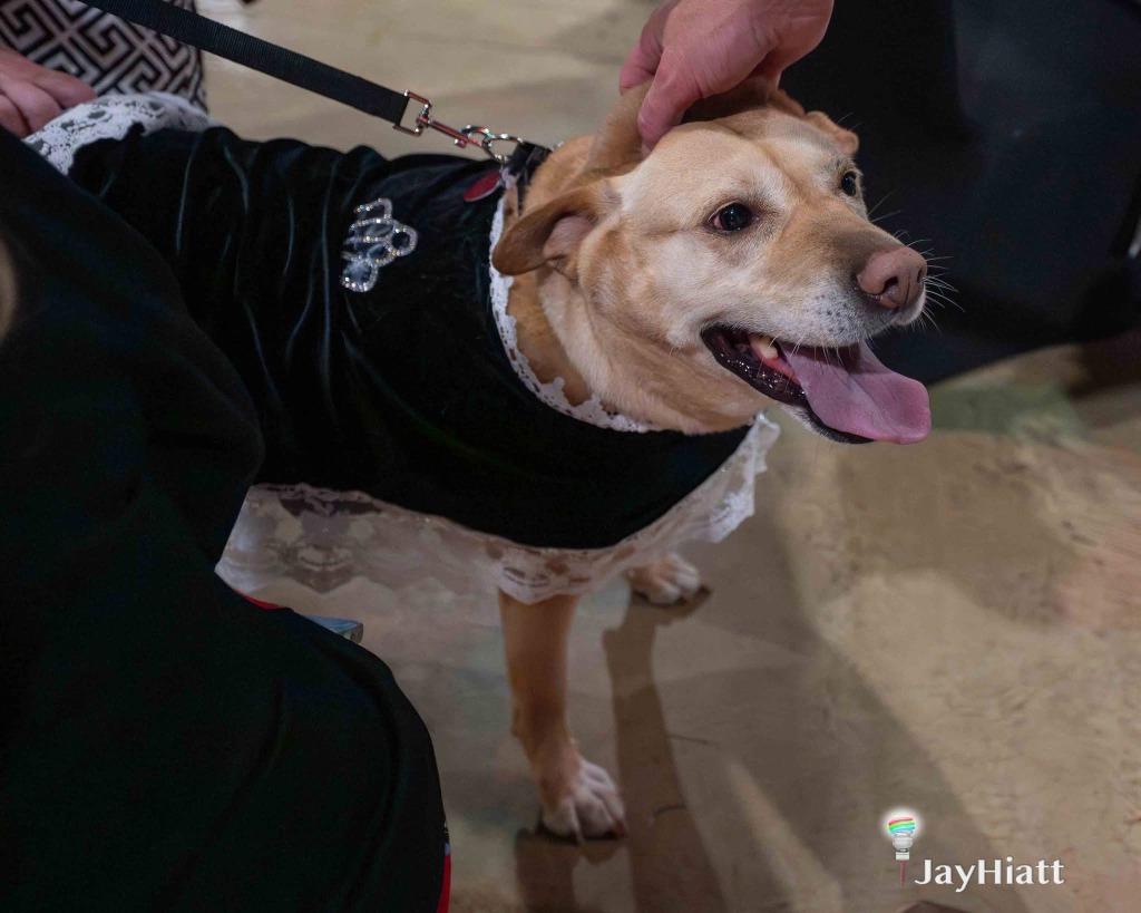 Sarafina, a Adoptable mixed breed in Little Rock, AR image 4/5