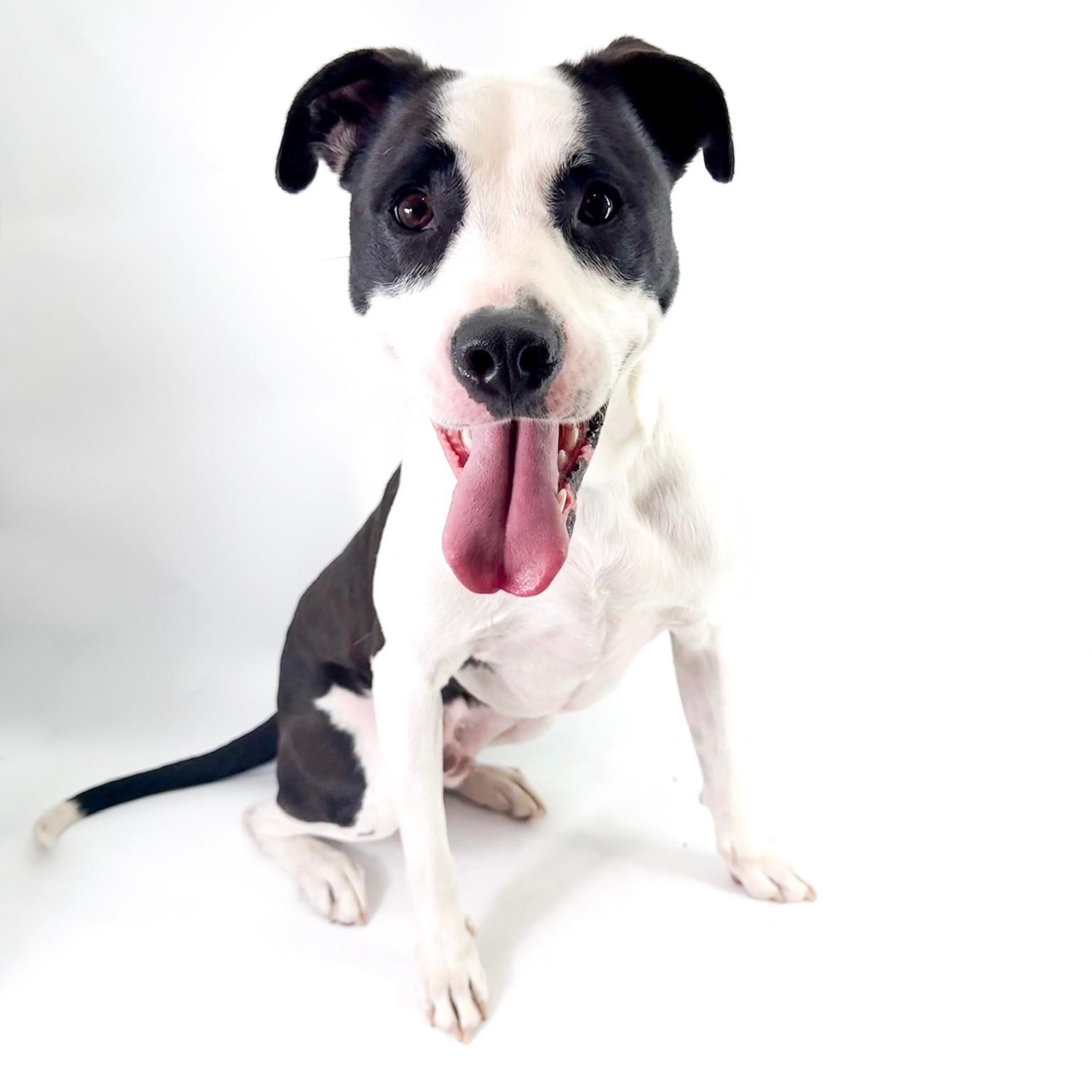 Toad, a ADOPTABLE mixed breed in Scottsdale, AZ image 3/5