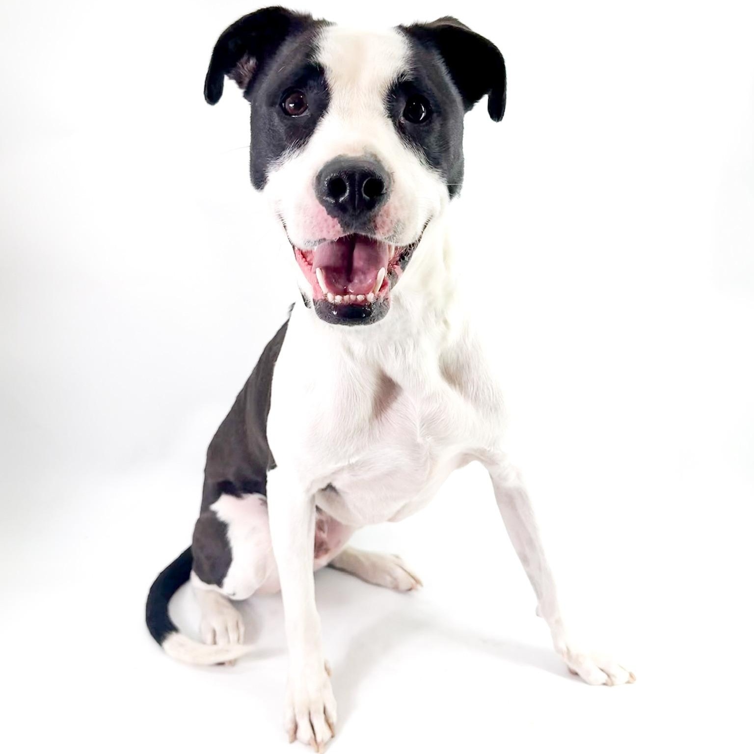 Toad, a ADOPTABLE mixed breed in Scottsdale, AZ image 1/5