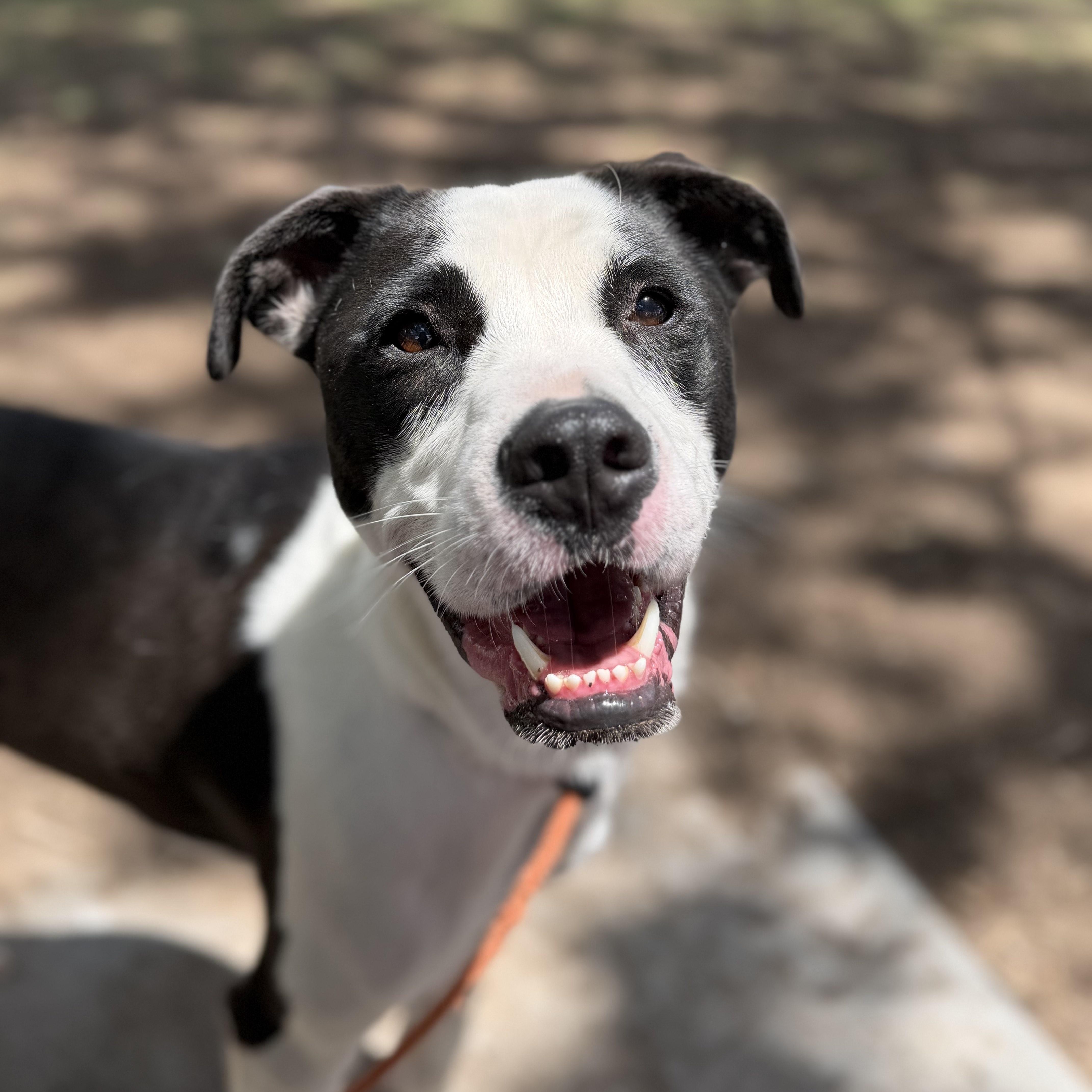 Toad, a ADOPTABLE mixed breed in Scottsdale, AZ image 4/5
