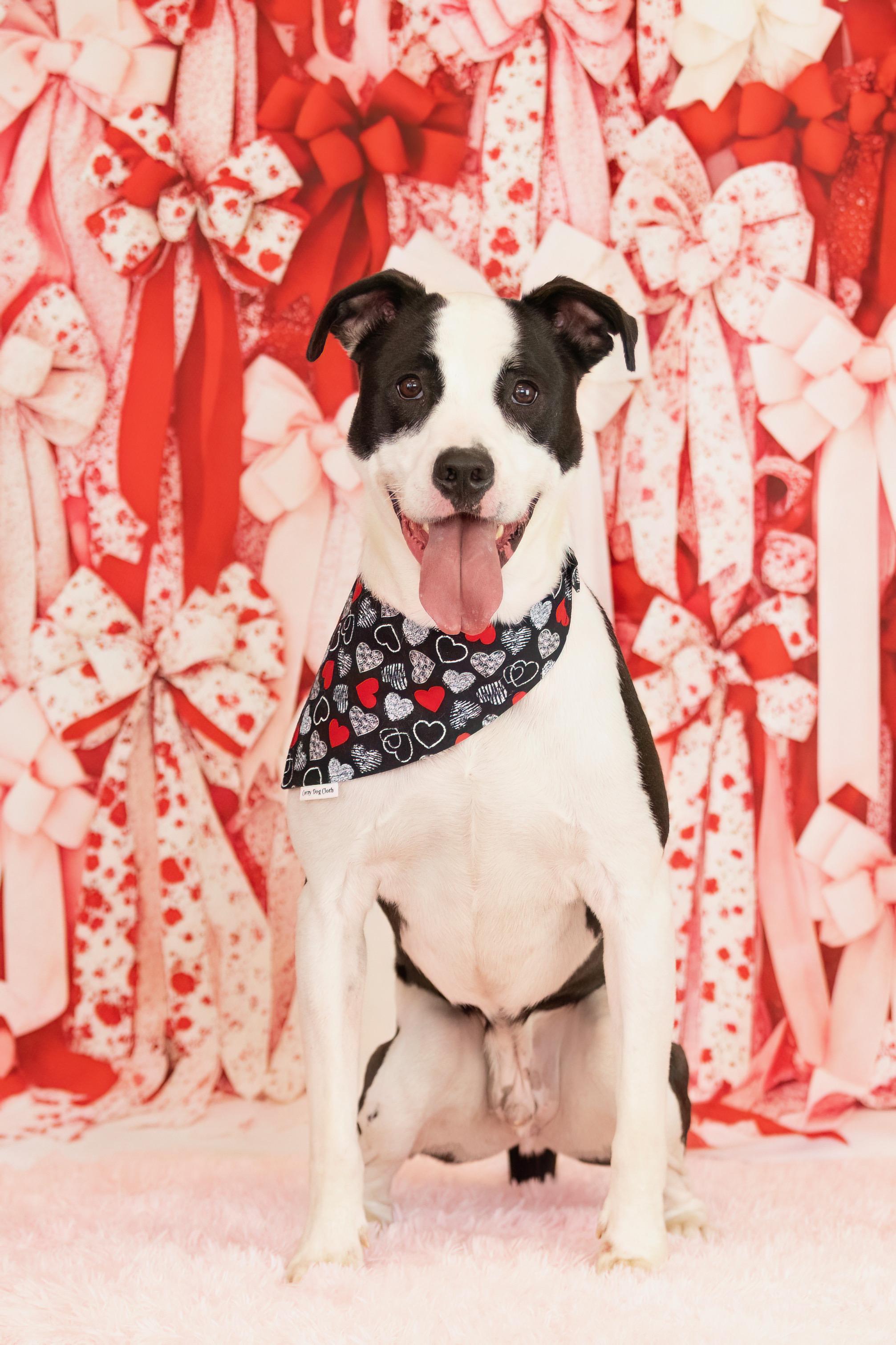 Toad, a ADOPTABLE mixed breed in Scottsdale, AZ image 5/5