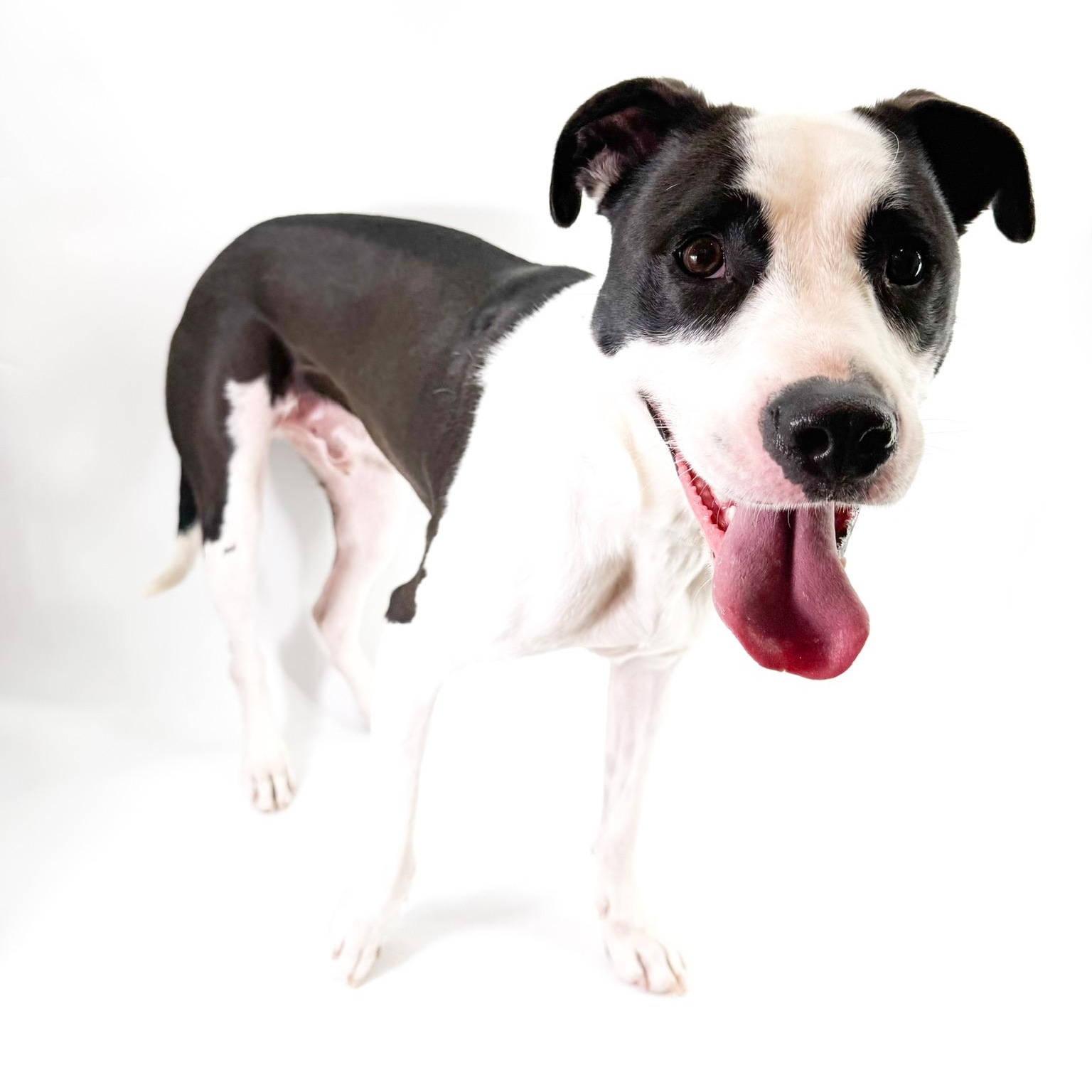 Toad, a ADOPTABLE mixed breed in Scottsdale, AZ image 2/5