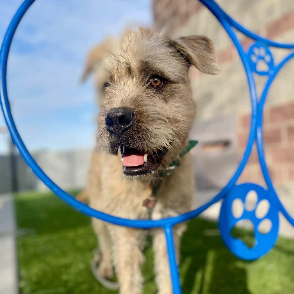 Tigger, Adoptable, Young Male Mixed Breed.