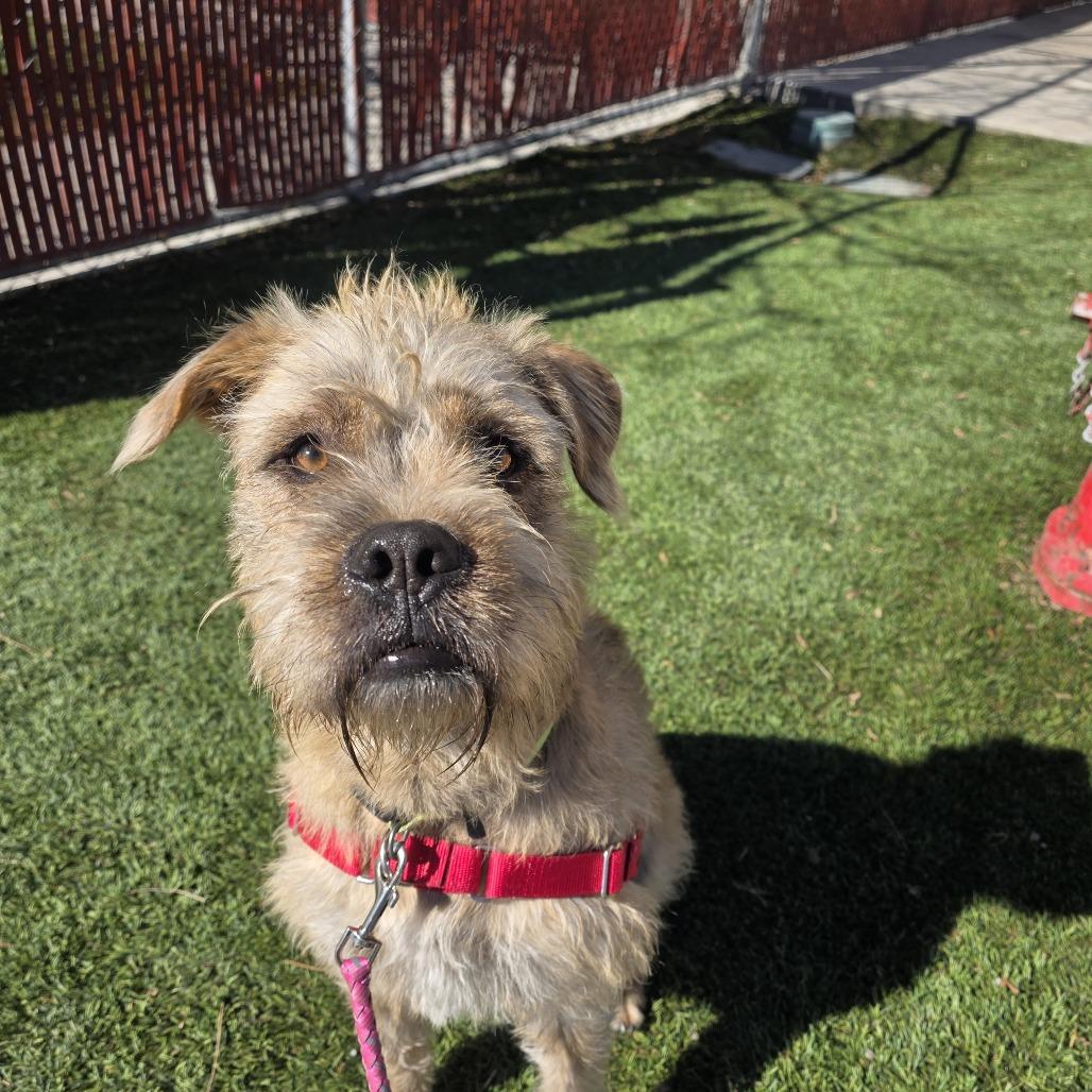 Tigger, a Adoptable Mixed Breed in Murray, UT image 2/5
