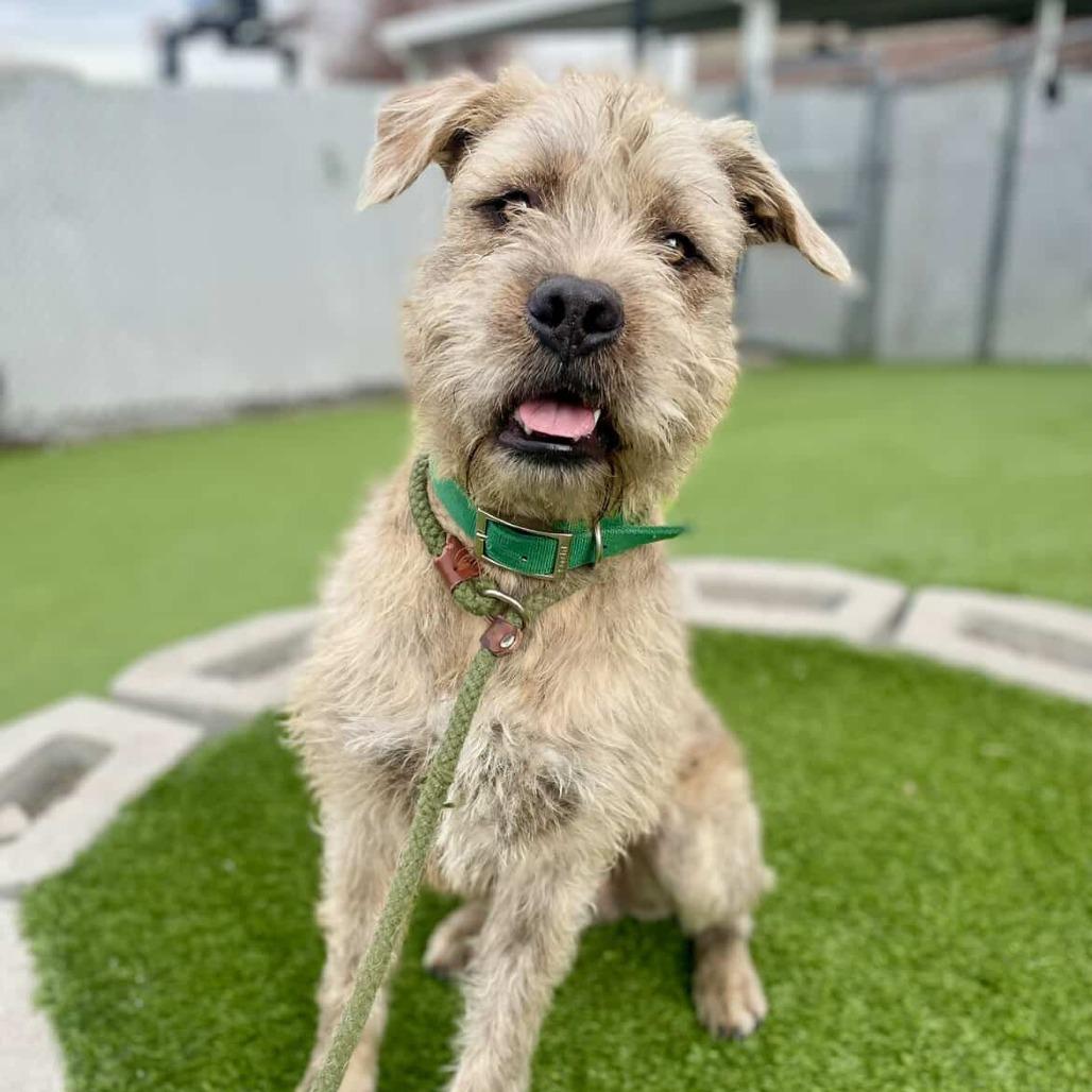 Tigger, a Adoptable Mixed Breed in Murray, UT image 3/5