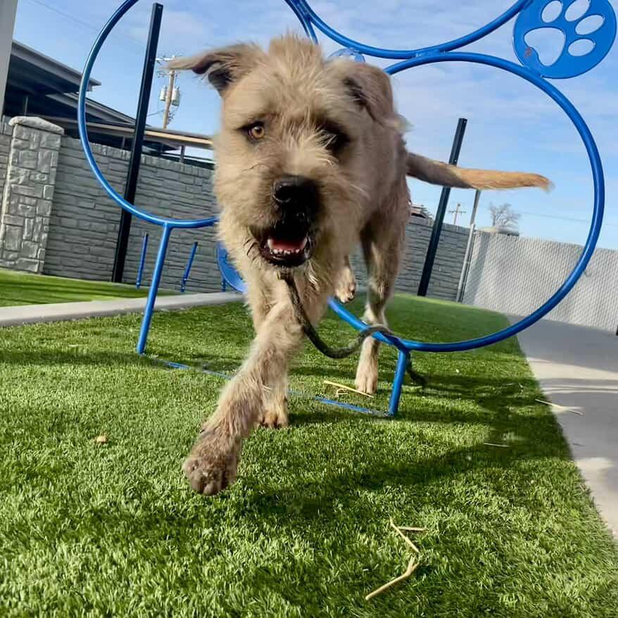 Tigger, a Adoptable Mixed Breed in Murray, UT image 4/5