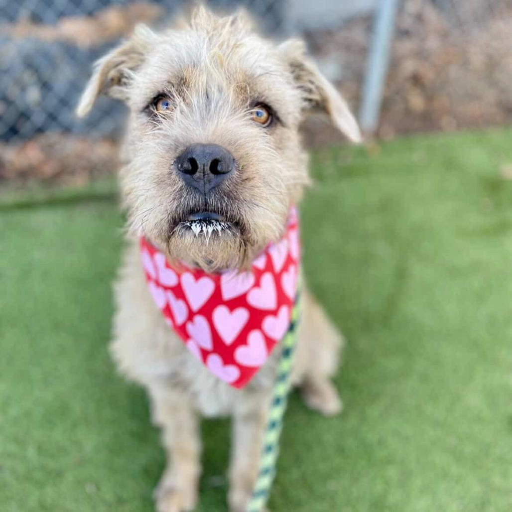 Tigger, a Adoptable Mixed Breed in Murray, UT image 5/5