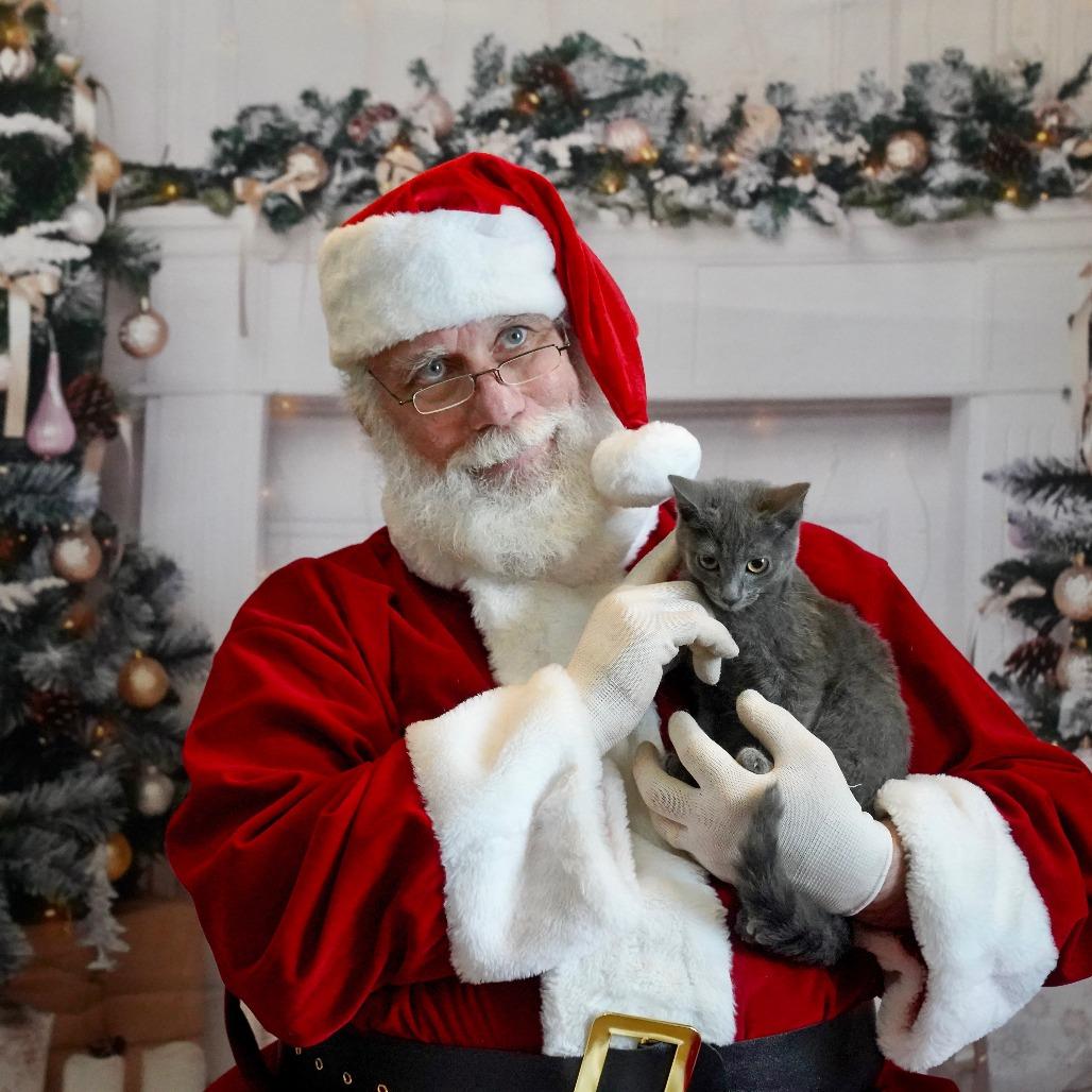 Enlarge Waldo, a Adoptable Domestic Short Hair in Tanner, AL image 1/1