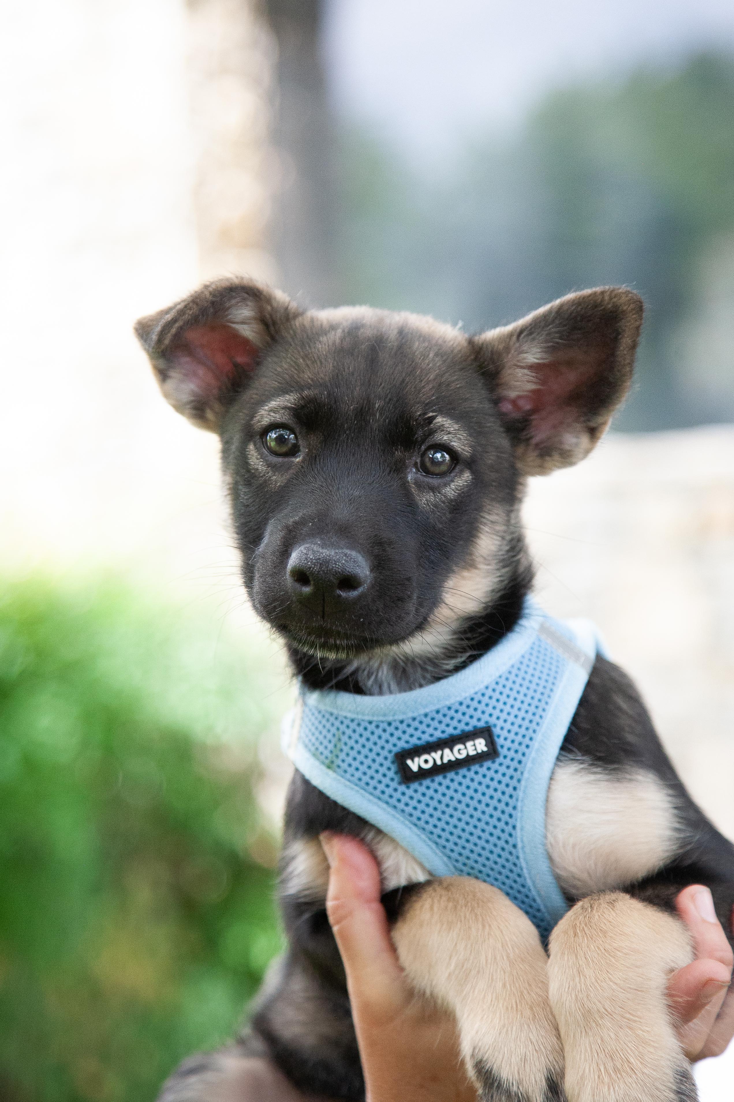Banks, Adoptable, Puppy Male Shepherd.
