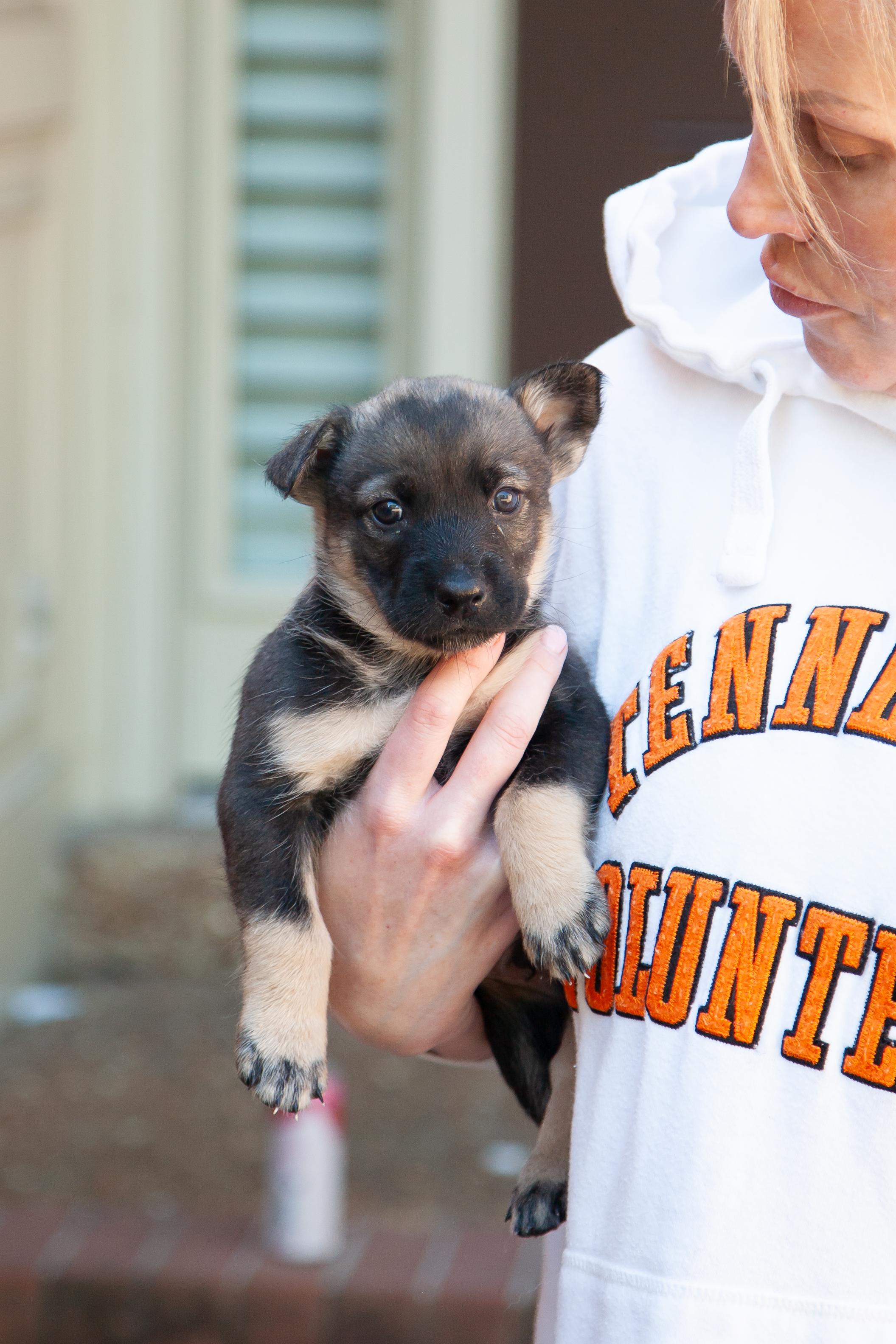 Banks, Adoptable, Puppy Male Shepherd.