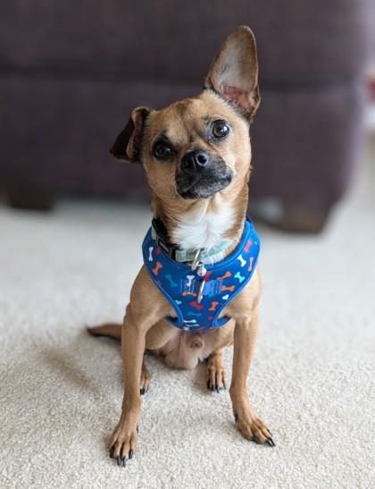 Buddy, Adoptable, Adult Male Chihuahua & Mixed Breed.